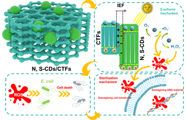 Modulating charge kinetics in CDs/CTF S-scheme hybrids for enhanced H₂O₂ photosynthesis 2025.100858